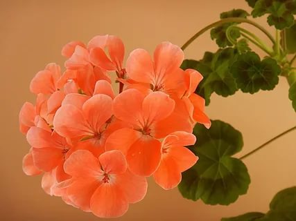 суп