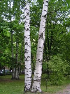 течение