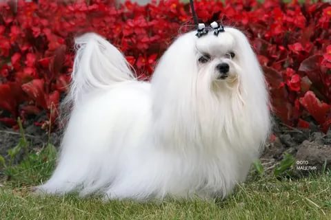 собака