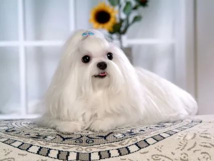 собака