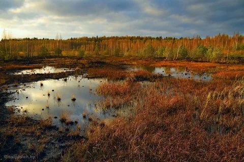 фамилия